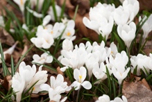 White crocus