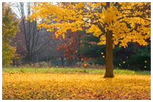 A single tree in autumn with leafs on the ground